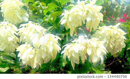 White Tropical Flower Blooming in Garden 4K White Tropical Flower Blooming in Garden 4K 134490798