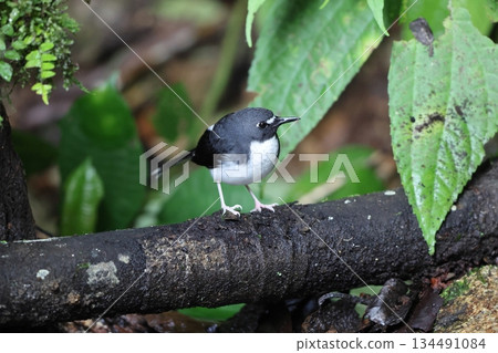 Sunda dwarf thrush 134491084