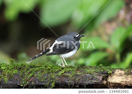 Sunda dwarf thrush 134491091