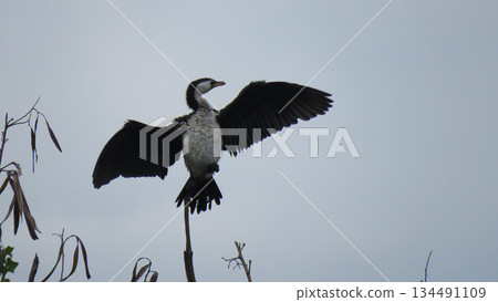 4k closeup of large bird opening wings on tree branch 4k closeup of large bird opening wings on tree branch 134491109