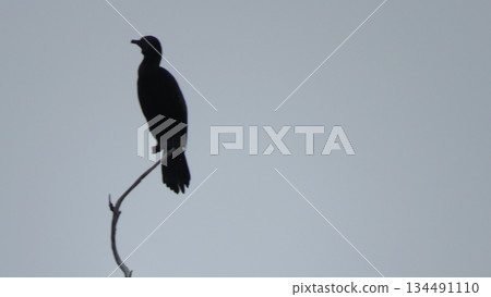 Silhouette of black bird perched on branch against sky background captured in 4k Silhouette of black bird perched on branch against sky background captured in 4k 134491110