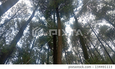 Upward view of tall forest trees with detailed canopy captured in 4k Upward view of tall forest trees with detailed canopy captured in 4k 134491113