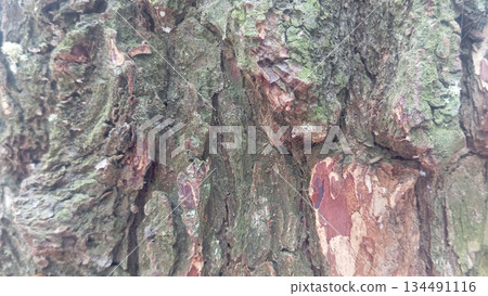 Close up tree bark texture with natural details captured in 4k Close up tree bark texture with natural details captured in 4k 134491116