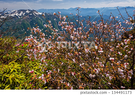 Minezakura blooming on the ridgeline of Mt. Tanigawa and the mountain ranges of Mt. Asahi and Oze 134491173