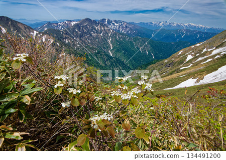 谷川山脈一之倉嶽山脊上的巨型橡樹,以及上越邊界山脊苗場山上的殘雪 谷川山脈一之倉嶽山脊上的巨型橡樹,以及上越邊界山脊苗場山上的殘雪 134491200