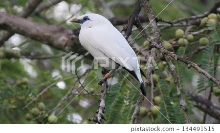 Bali myna perched on tree branch with conservation leg band captured in 4k 134491515
