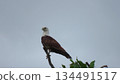 Brown bird with white head perched on branch in natural setting captured in 4k 134491517