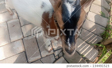 Goat close up top view with detailed texture captured in 4k Goat close up top view with detailed texture captured in 4k 134491523