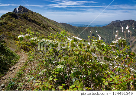 Mount Tanigawa seen from the ridge of Mount Ichinokura with the Japanese zelkova blooming Mount Tanigawa seen from the ridge of Mount Ichinokura with the Japanese zelkova blooming 134491549