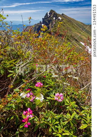 Mt. Tanigawa seen from the ridge of Mt. Ichinokura with rhododendrons and Japanese holly in bloom 134491553