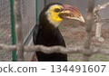 4k detailed hornbill behind cage fence 134491607