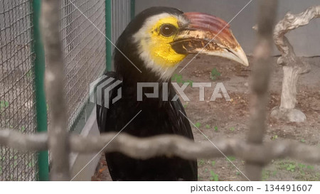 4k detailed hornbill behind cage fence 4k detailed hornbill behind cage fence 134491607