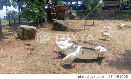 Long neck geese on open ground in natural outdoor setting captured in 4k 134491608