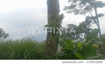 Misty forest landscape with lush green vegetation in detailed 4k Misty forest landscape with lush green vegetation in detailed 4k 134491609