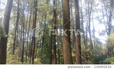 Tall pine forest landscape with natural lighting captured in 4k 134491610
