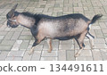Side view goat standing on paving block surface captured in 4k 134491611