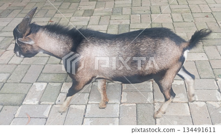 Side view goat standing on paving block surface captured in 4k 134491611