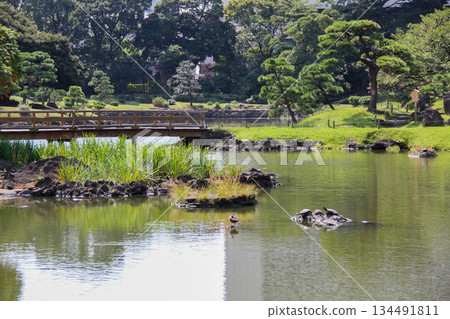 Ducks and turtles gathering in the pond at the Kyu-Shiba Rikyu Gardens, a Japanese garden with a wooden bridge 134491811