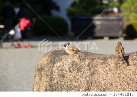 Sparrows perched on a stone in the Kyu-Shiba Rikyu Gardens | Wild birds living in urban Japanese gardens Sparrows perched on a stone in the Kyu-Shiba Rikyu Gardens | Wild birds living in urban Japanese gardens 134491813