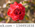 中心是一朵紅玫瑰 134491838
