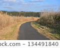 蒲葦和蜿蜒的道路 134491840