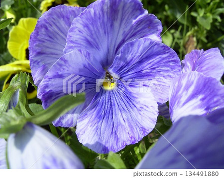 Pansy viola Pansy viola 134491880