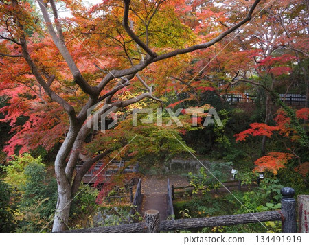 Autumn leaves at Negoro-ji Temple in Wakayama Prefecture Autumn leaves at Negoro-ji Temple in Wakayama Prefecture 134491919