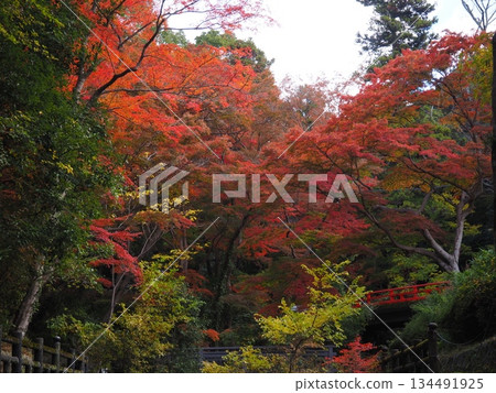 Autumn leaves at Negoro-ji Temple in Wakayama Prefecture 134491925
