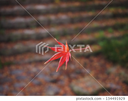 Floating maple leaves 134491929