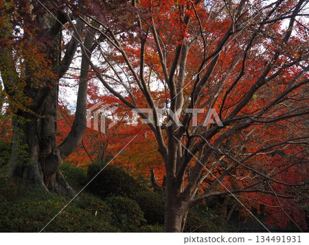 和歌山縣根五郎寺的秋葉 134491931