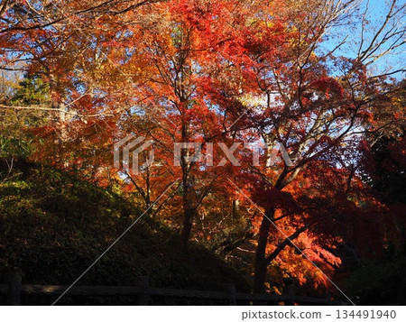 和歌山縣根五郎寺的秋葉 和歌山縣根五郎寺的秋葉 134491940