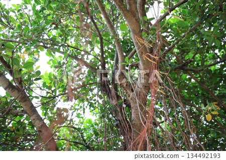 Gajumaru aerial roots growing from gaps in the trees 134492193