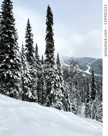Snowy pine trees on mountain slope under cloudy sky 134492222