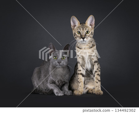 Two colors cat on black background Two colors cat on black background 134492302
