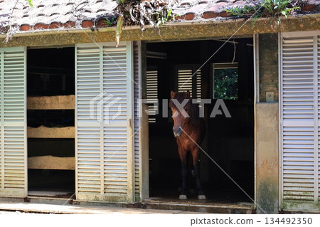 A horse in the stable 134492350