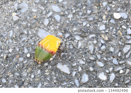 Pandanus fruit fallen to the ground Pandanus fruit fallen to the ground 134492498