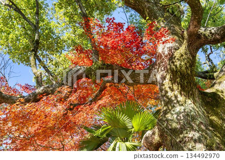 京都府京都市蓮華院(三十三間堂)庭園的深秋景色 京都府京都市蓮華院(三十三間堂)庭園的深秋景色 134492970