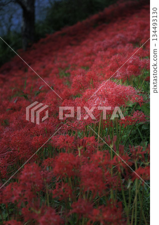 Bright red spider lilies fill the slopes along the river at Tsuya River spider lily colony in Gifu Prefecture Bright red spider lilies fill the slopes along the river at Tsuya River spider lily colony in Gifu Prefecture 134493130