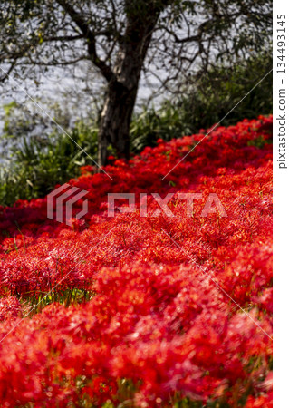 岐阜縣津屋川上的簇生朱頂紅,背景是波光粼粼的水面。 岐阜縣津屋川上的簇生朱頂紅,背景是波光粼粼的水面。 134493145