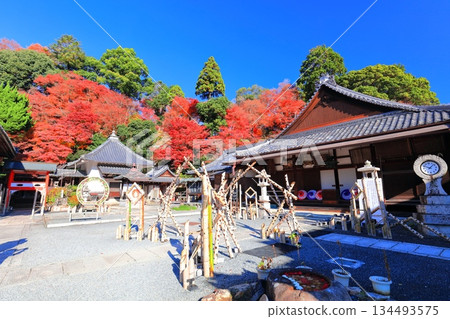 【京都府】晴天時，柳谷觀音寺的阿彌陀殿和秋葉 134493575