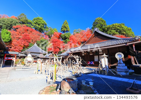 [Kyoto Prefecture] Amida Hall and autumn leaves at Yanagidani Kannon Temple on a clear day 134493576