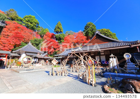 [Kyoto Prefecture] Amida Hall and autumn leaves at Yanagidani Kannon Temple on a clear day 134493578