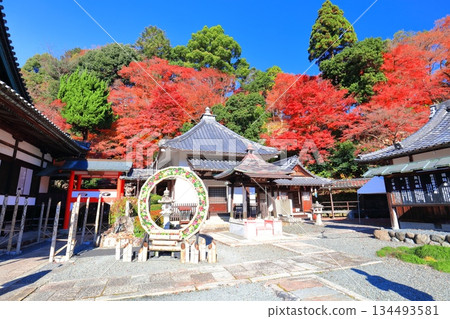 [Kyoto Prefecture] The Goma Hall and autumn leaves at Yanagidani Kannon Temple on a clear day 134493581