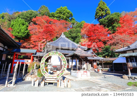 [Kyoto Prefecture] The Goma Hall and autumn leaves at Yanagidani Kannon Temple on a clear day 134493583