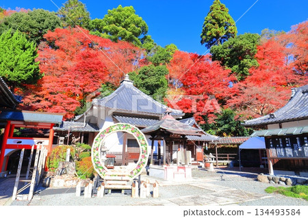 [Kyoto Prefecture] The Goma Hall and autumn leaves at Yanagidani Kannon Temple on a clear day 134493584