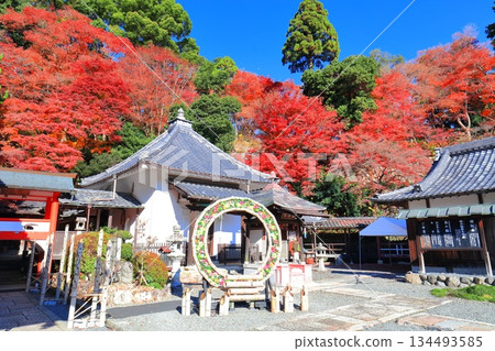 [Kyoto Prefecture] The Goma Hall and autumn leaves at Yanagidani Kannon Temple on a clear day 134493585