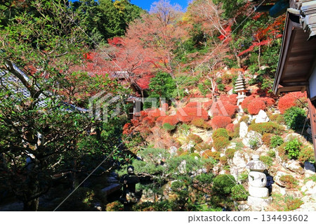 【京都】晴天時柳谷觀音寺淨土園的秋葉 【京都】晴天時柳谷觀音寺淨土園的秋葉 134493602