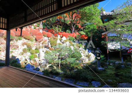 【京都】晴天時柳谷觀音寺淨土園的秋葉 134493603