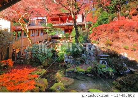 [Kyoto Prefecture] Autumn leaves at Jodoen Garden of Yanagidani Kannon Temple on a clear day 134493608