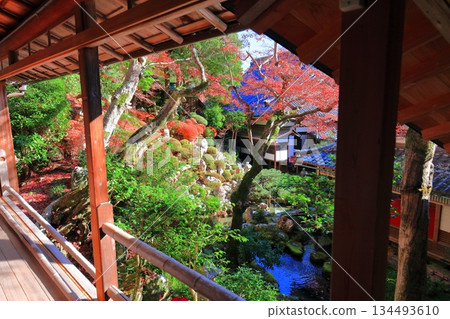 [Kyoto Prefecture] Autumn leaves at the Kamishoin of Yanagidani Kannon Temple on a clear day 134493610